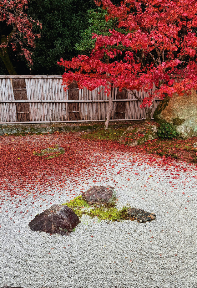 japanese style garden with trees with red leaves